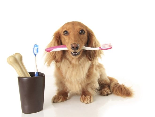 Чистка зубов собаке – выбор подходящего средства, правила чистки, особенности ультразвуковой процедуры наши любимцы,полезные советы