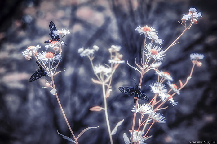 Butterflies And Flowers In The Forest, Chernobyl Exclusion Zone