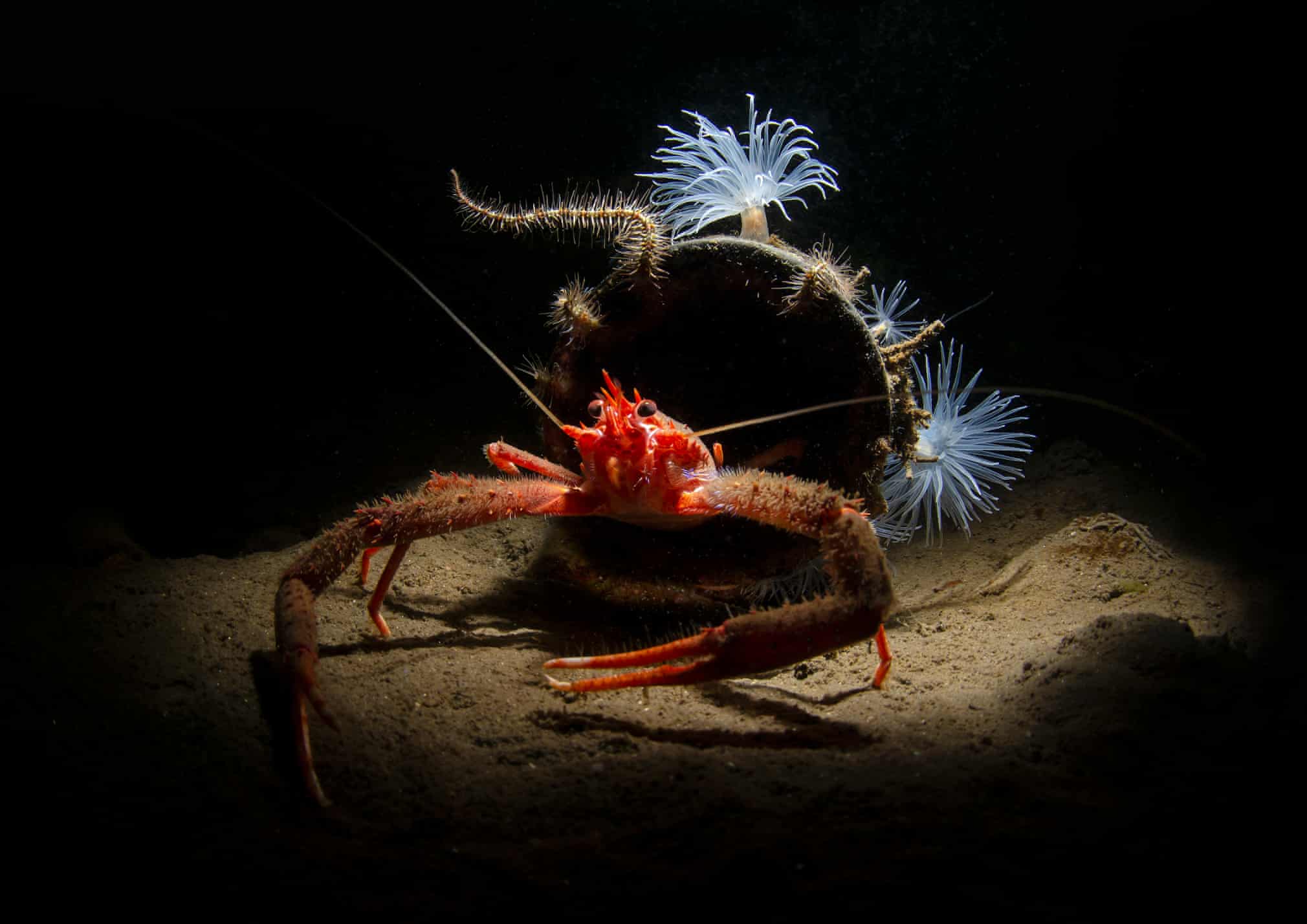 Лучшие фотографии дикой природы 2019 года Фотограф, победитель, категории, Photographer, Wildlife, абсолютный, чтобы, дикой, Awards, победительФото, Photography, после, Nature, когда, этого, Photo, European, British, ягуара, Press