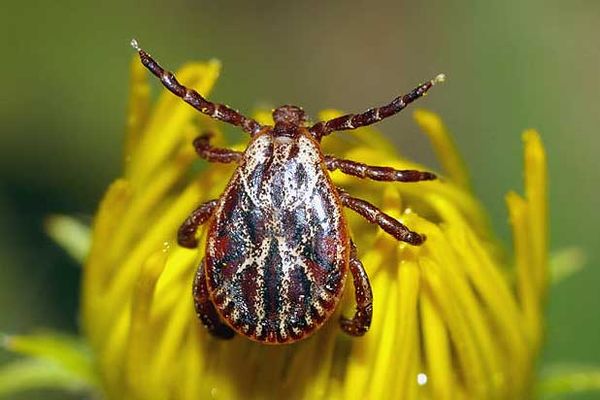 10 смертельных опасностей, подстерегающих в наших лесах 10 смертельных опасностей, подстерегающих в наших лесах