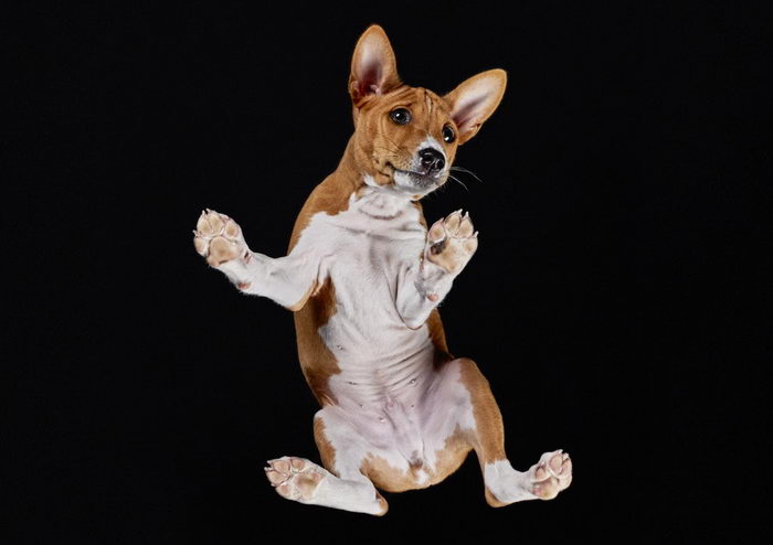 Животные: вид снизу Животные: вид снизу