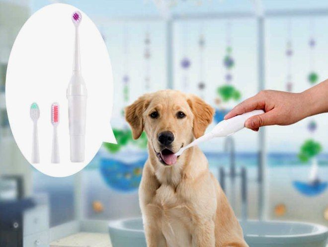 Чистка зубов собаке – выбор подходящего средства, правила чистки, особенности ультразвуковой процедуры наши любимцы,полезные советы