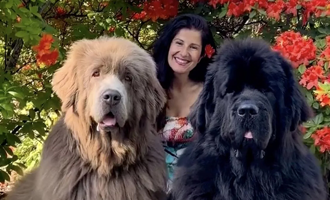 Женщина вырастила собак настолько большими, что их принимают за медведей. Каждая весит по 80 кг