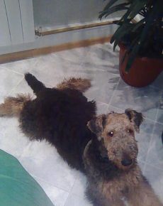 Собаки сидят на шпагате: прикольные фото Собаки сидят на шпагате: прикольные фото