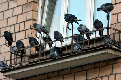 Жилье россиянки превратилось в смертельную ловушку для птиц