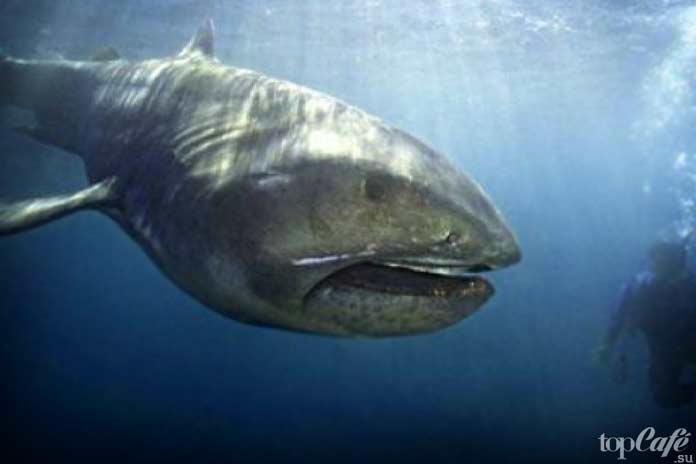 Пелагическая большеротая акула - одна из самых удивительных акул в мире