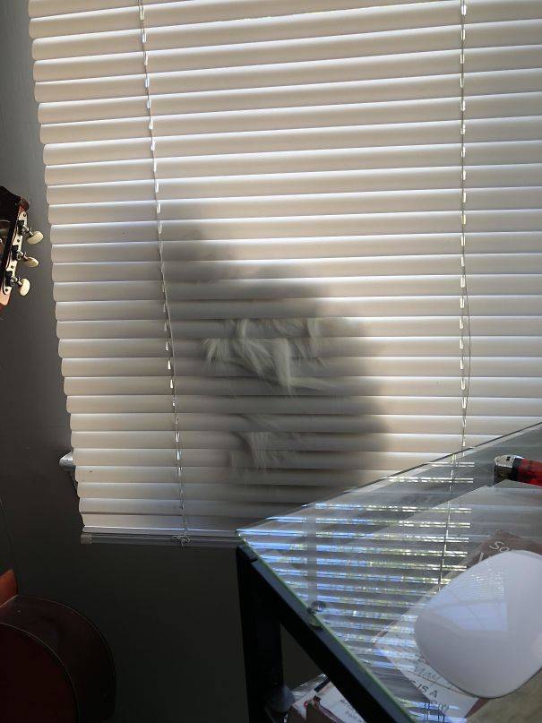 14 фото о котах как самодостаточных питомцах 