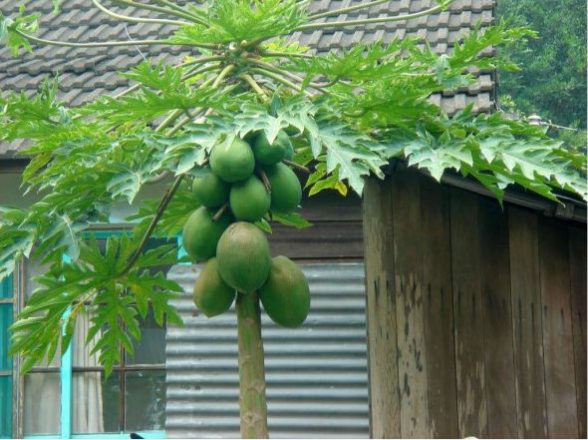 Готовы поспорить, что вы никогда не видели, как растут эти 20 продуктов Готовы поспорить, что вы никогда не видели, как растут эти 20 продуктов