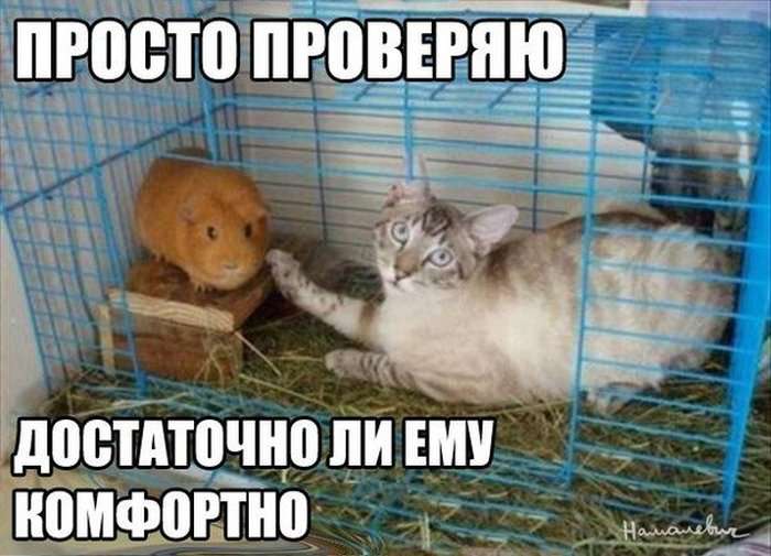 Картинки из вконтакте смешные надписи, для больной