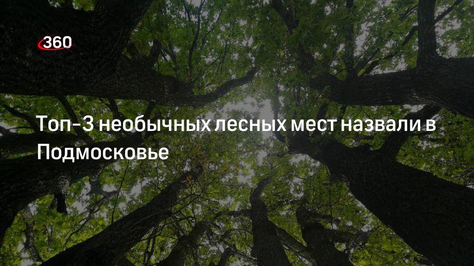 Топ-3 необычных лесных мест назвали в Подмосковье