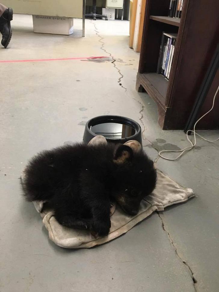 Четвертый медвежонок был слишком слаб... он не смог угнаться за своей семьей