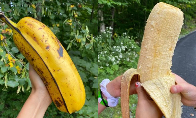 Фермер собирай урожай бананов и нашел дерево, плоды на котором выросли до размеров кабачка. Каждый из бананов с руку