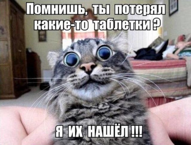 Кис-кис-кис животные, коты, юмор