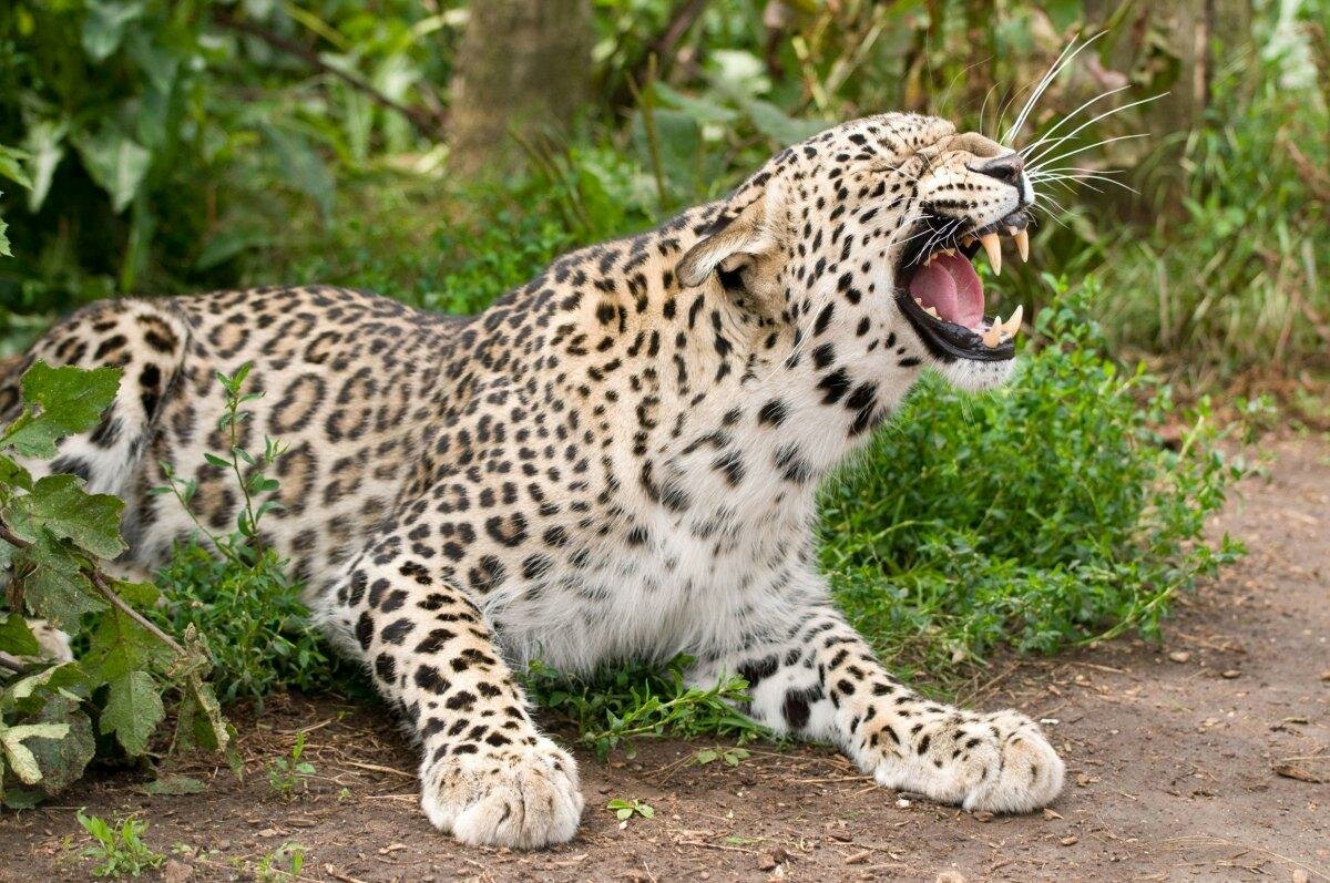 Это переднеазиатский леопард. И он снова обитает на Кавказе с 2016 года!
