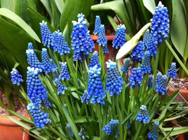 Список лучших синих цветов и растений с синей листвой растение, синими, растения, синие, более, синего, цветы, растений, могут, цветов, цвета, цветок, синих, весны, клумбы, можно, различных, почвы, заморозков, синей