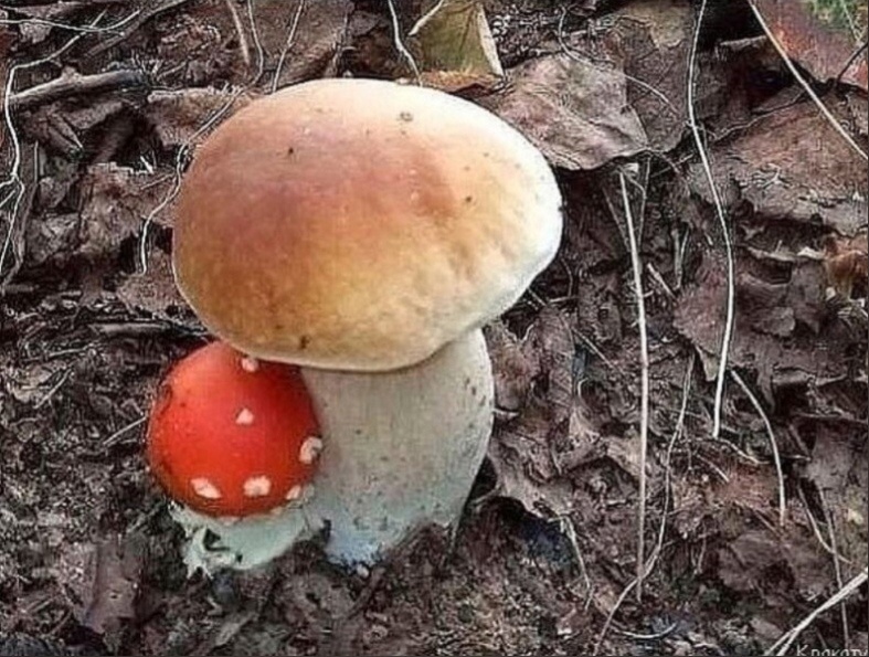 –Але! Мама! –Але! Мама!