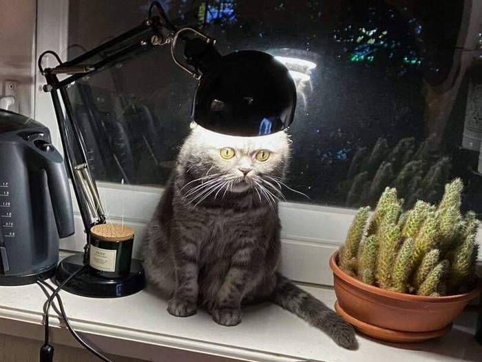 14 фото о котах как самодостаточных питомцах 