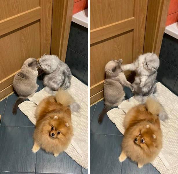 Подборка прикольных картинок.   приколы,смешные картинки,юмор