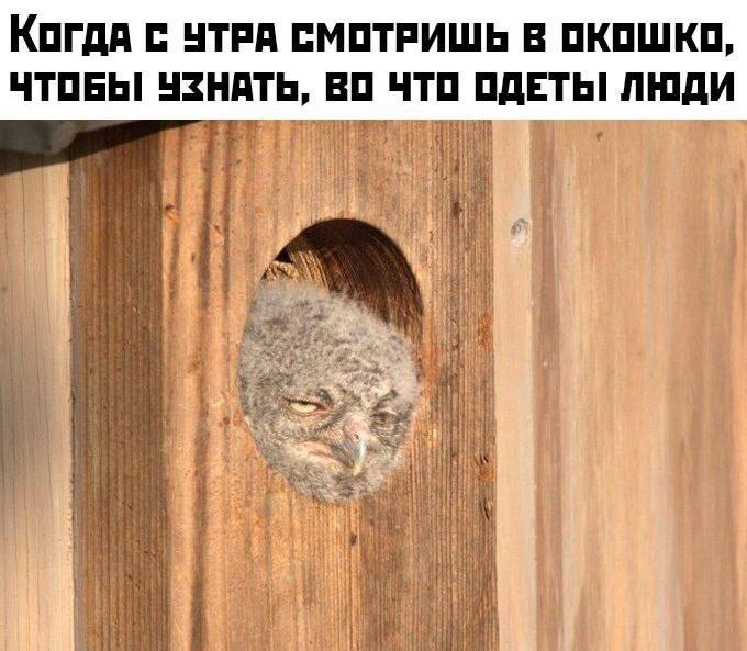 Комментарии, которые добавляют острый соус в ленту постов Комментарии, которые добавляют острый соус в ленту постов