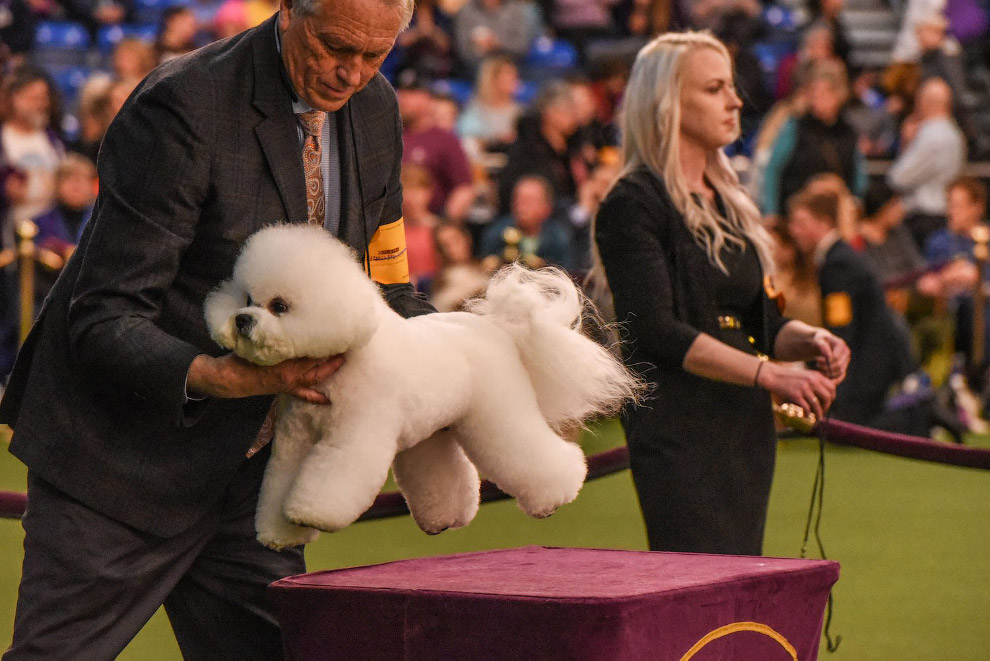 Выставка собак Westminster Kennel Club 2020 животные,Путешествия,фото