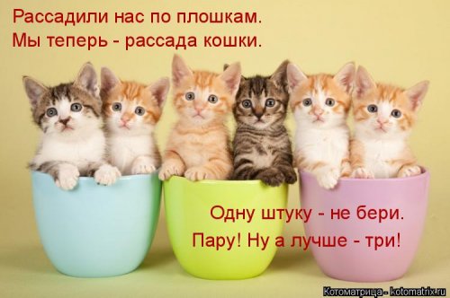 Свежая котоматрица для всех (20 шт)