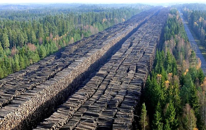 Пеньки вместо тайги: как долго мы будем уничтожать лес в угоду Китаю