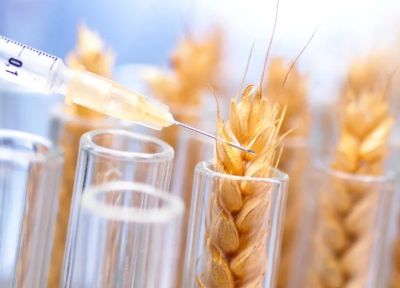 Пшеницы боятся, ГМО тоже