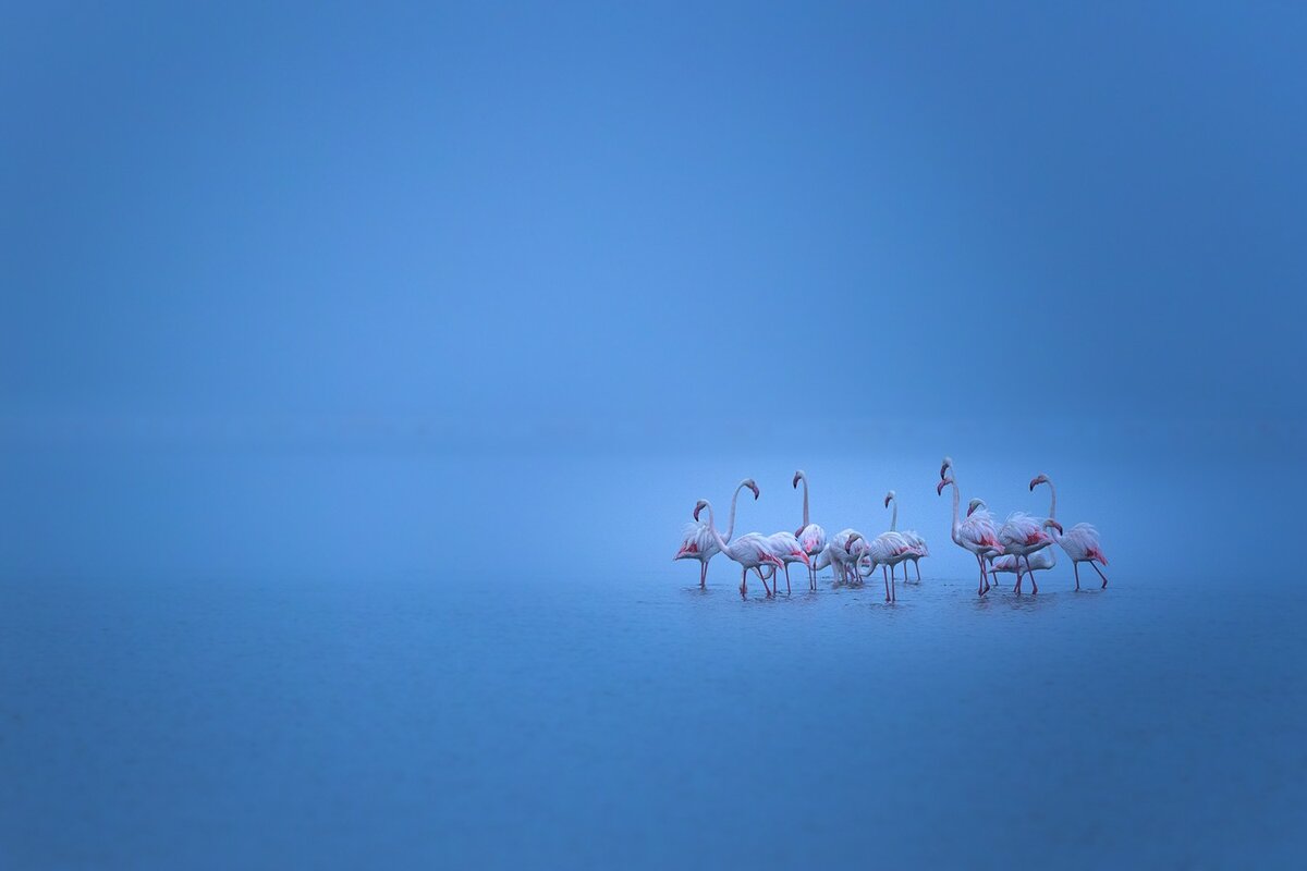 © Geza Attila Szabo (Испания) «Фламинго в тумане».
Высокая оценка жюри в категории «Мир птиц». 32 MML