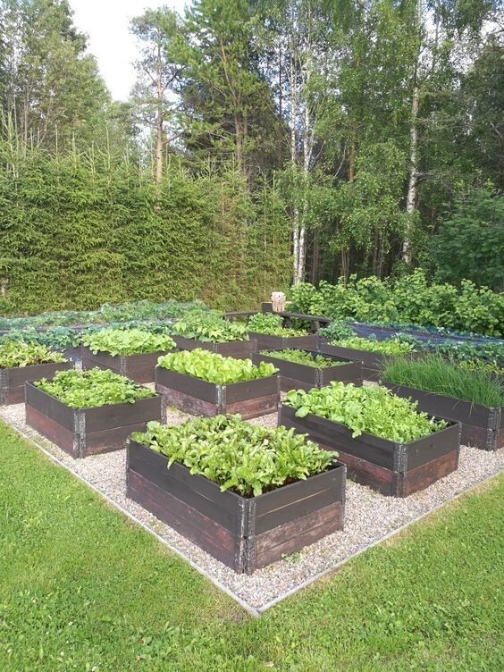 Огородное совершенство: 20 овощных клумб для тех, кто уважает посадки и выращивание дача,сад и огород