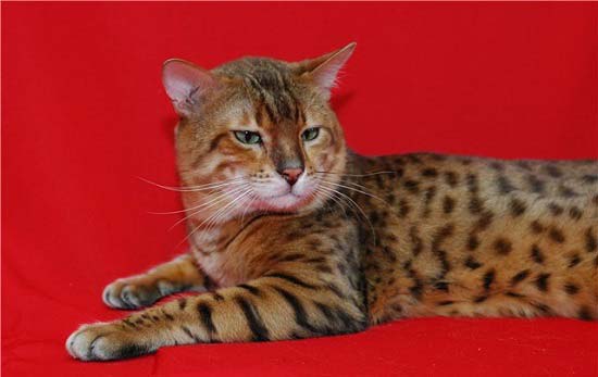 бенгальская кошка фото