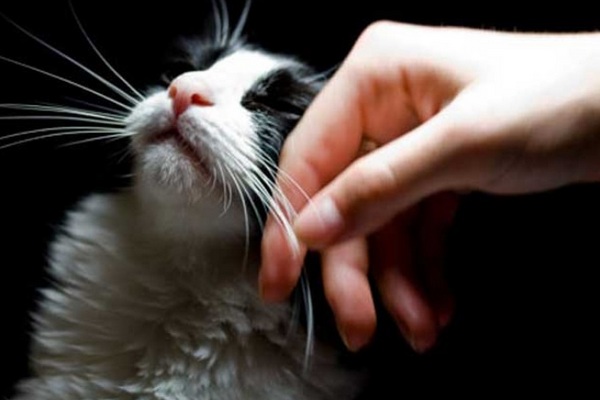 Ирландская ветеринарная клиника ищет профессионального «гладильщика котов» за 25 тысяч евро в год кошек, работы, гладить, Многие, от 20, в размере, зарплату, платить, готова, в описании, вакансииКлиника, тысяч, указано, Cats» —, клинике, в ветеринарной, насчет, то как, до 25, в год