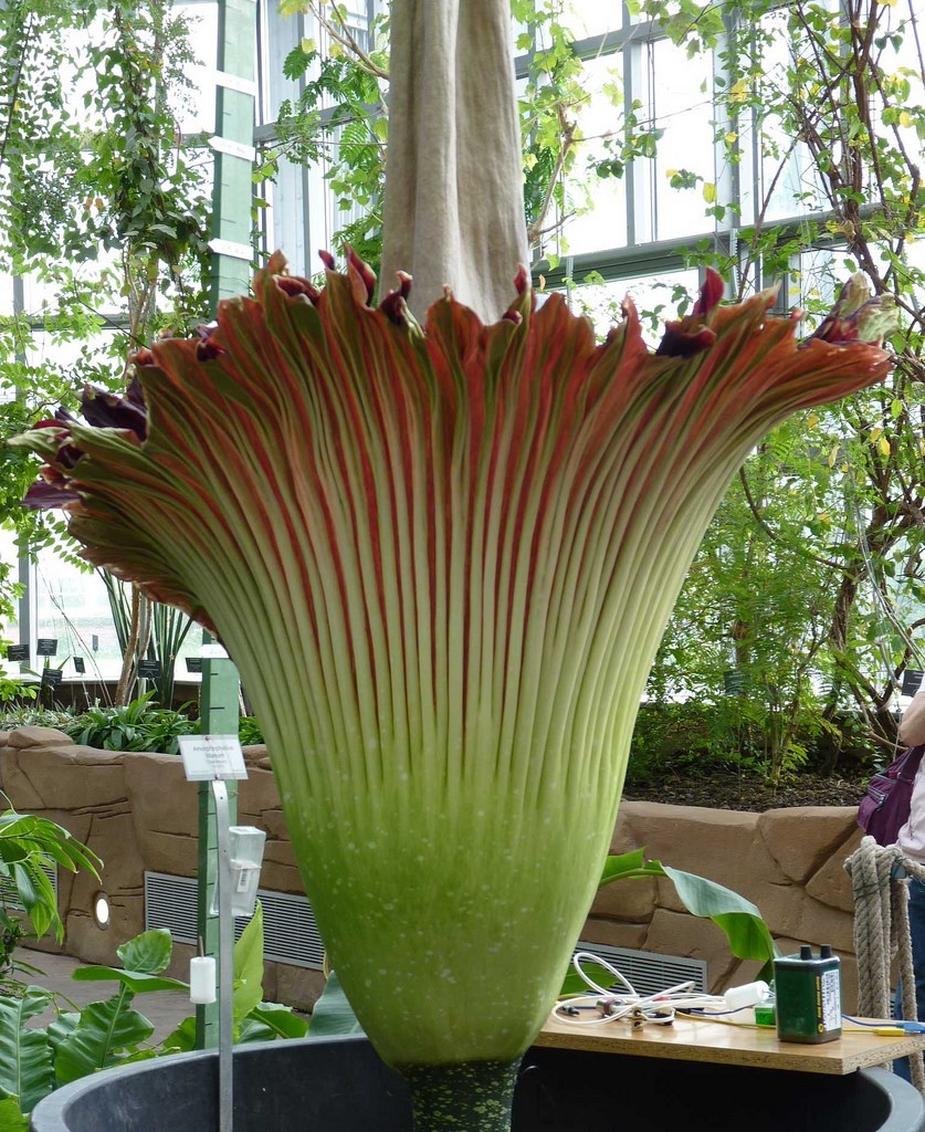 Самый большой и самый вонючий Аморфофаллус (Amorphophallus)