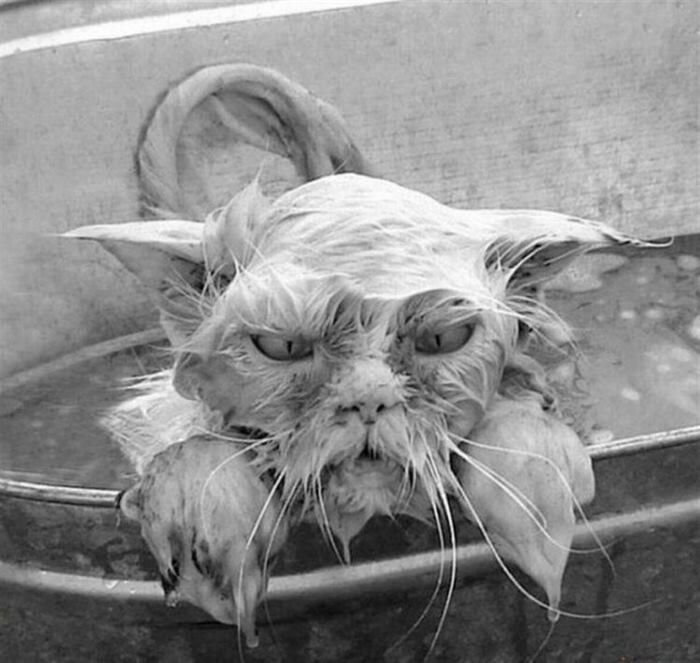 Эти коты поднимут Вам настроение) веселье,смех