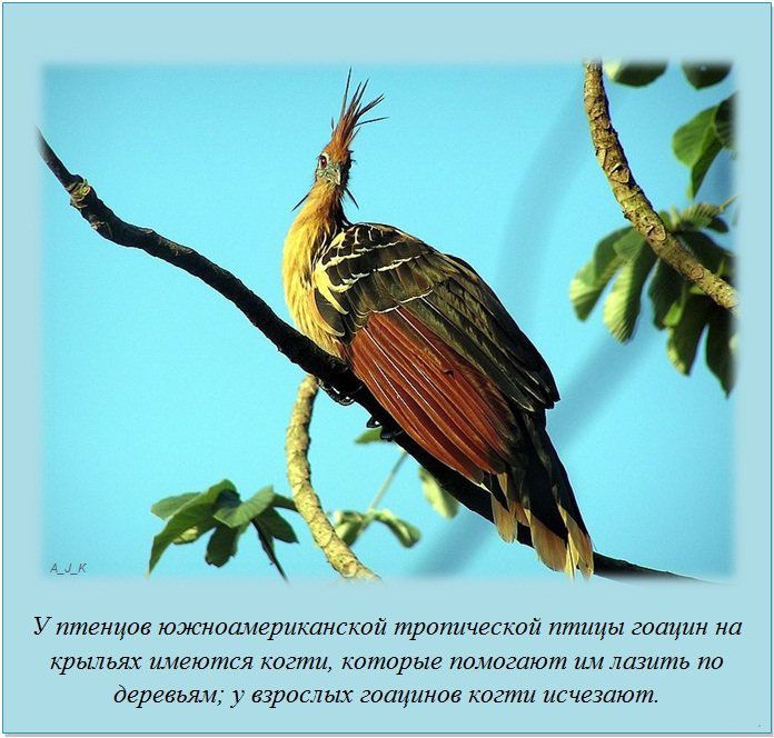 Южноамериканская тропическая птица «гоацин»