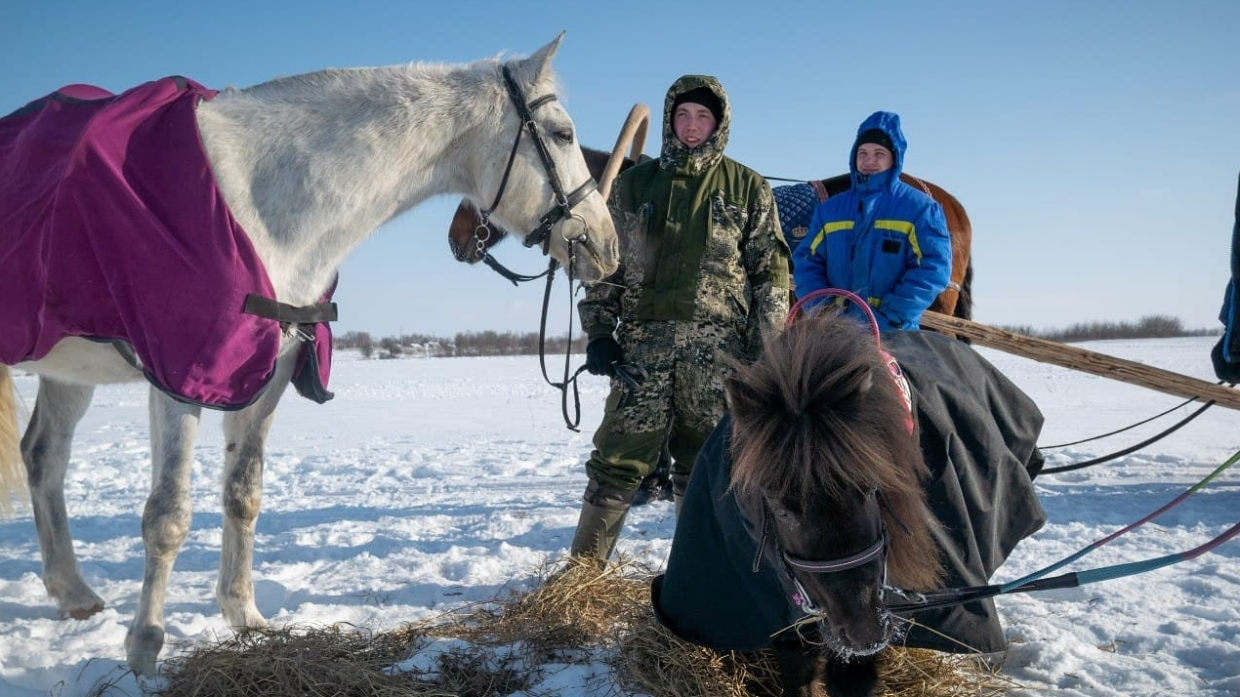 К новой дисциплине готовы: лошади Куликова поля осваивают рабочую выездку