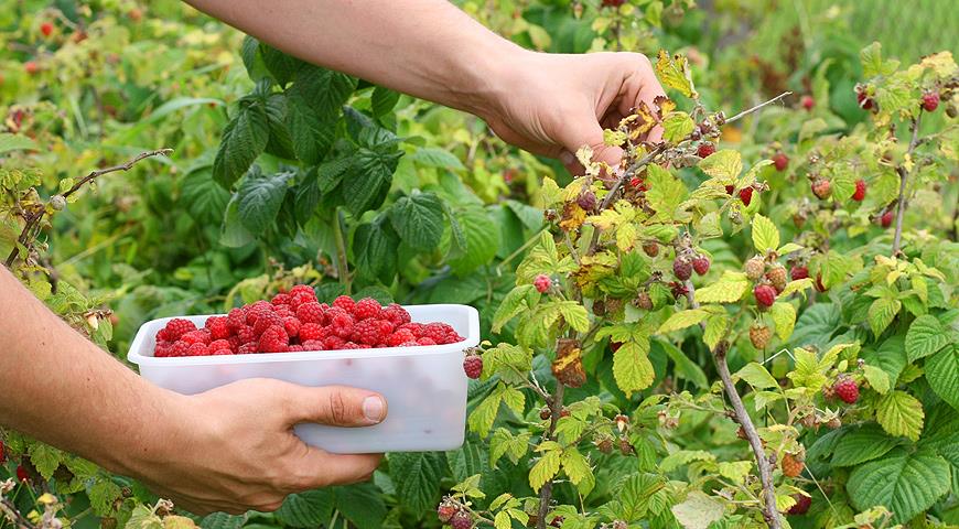 Как ускорить второй урожай малины