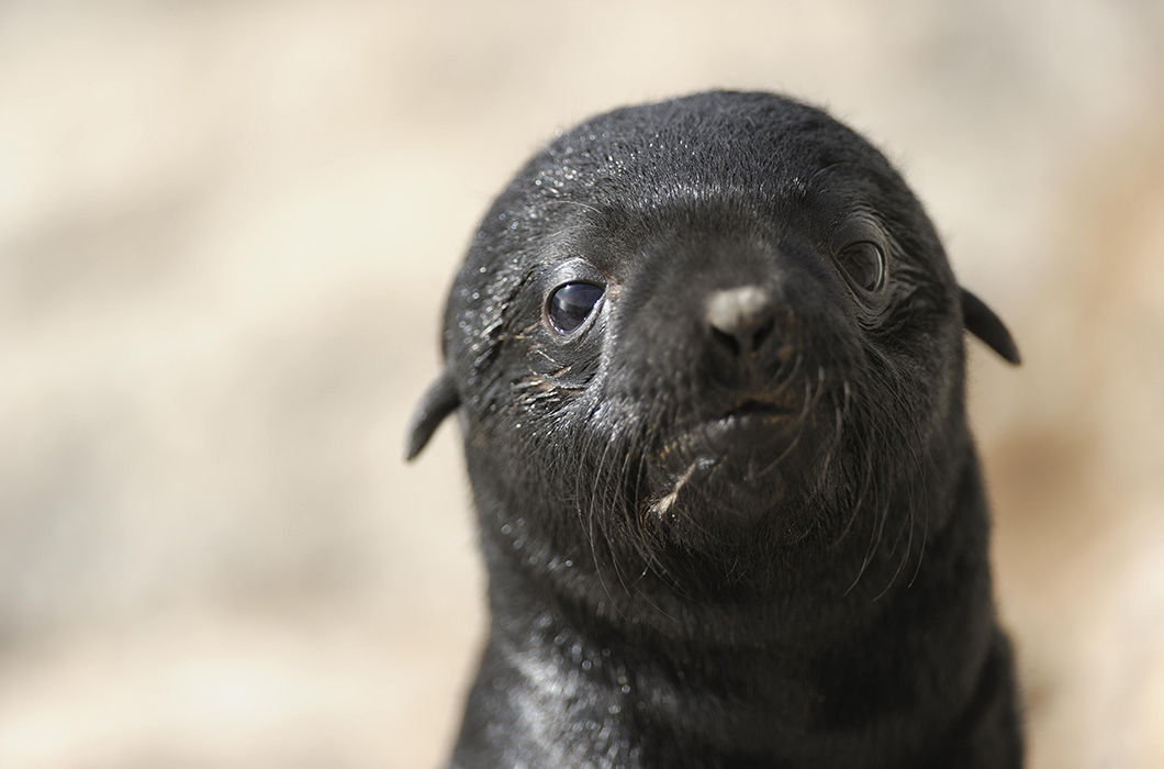 Умилительные фото детенышей животных