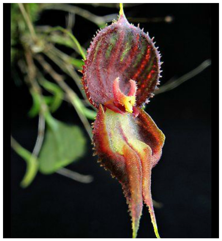 Lepanthes nycterus интересное, красота, орхидеи, флора, цветы