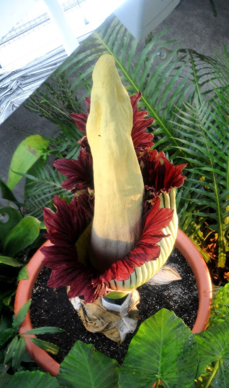 Самый большой и самый вонючий Аморфофаллус (Amorphophallus)