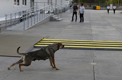 Выбрасывающих собак на улицу россиян предложили штрафовать