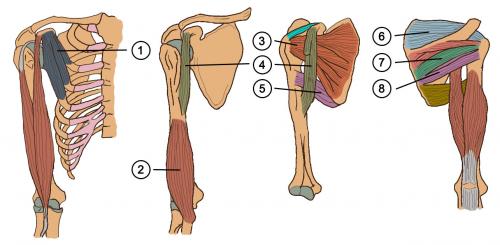 Кость вращение вокруг своей оси при поднятии плеча. Биомеханика плеча 02