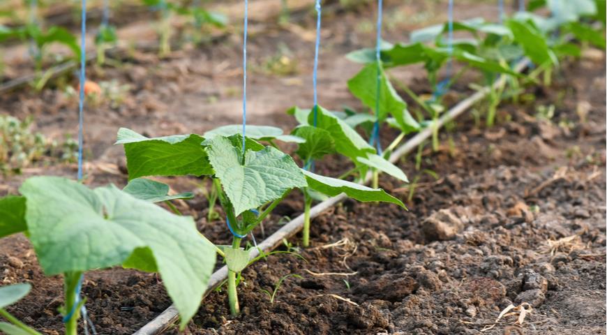 Как поскорее получить урожай сладких огурчиков: 5 секретов, о которых вы не знали дача,сад и огород,урожай