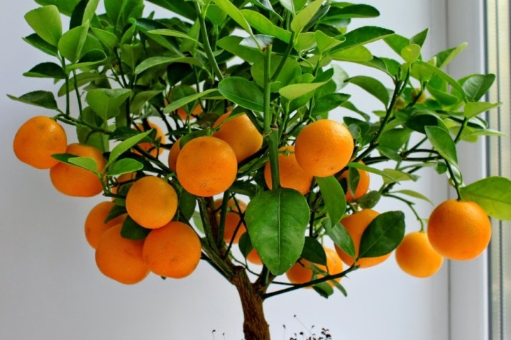 Лайфхак: Как вырастить мандарин из косточки в домашних условиях