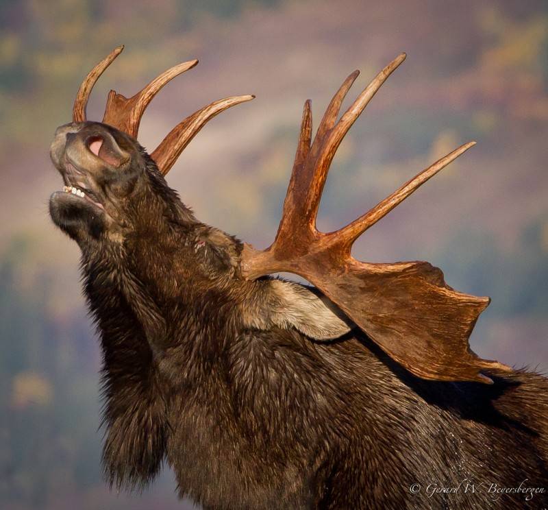 Лось — лесной исполин. Красивые фотографии лосей животные