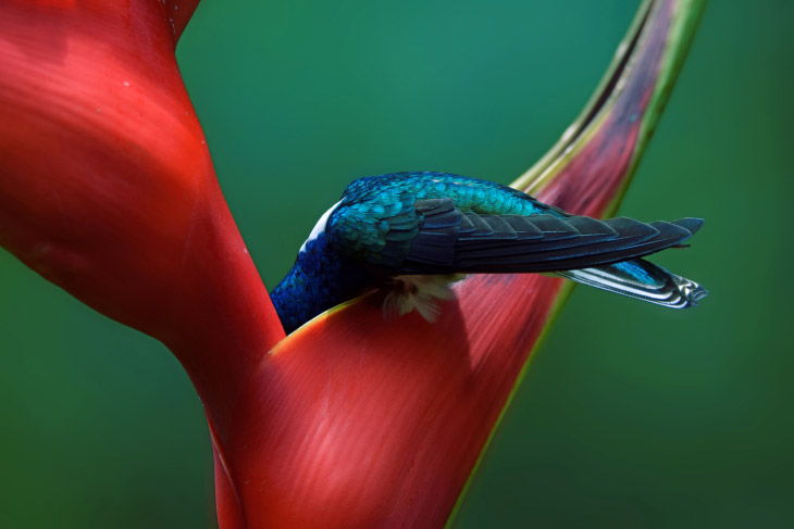 Птичий конкурс Audubon Photography Awards 2019