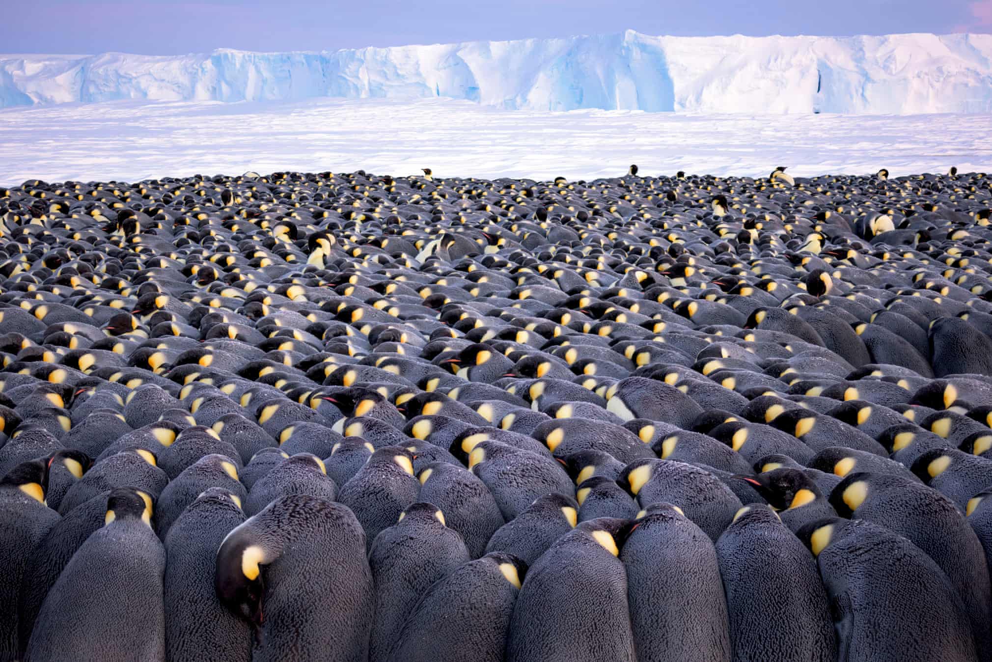 Лучшие фотографии дикой природы 2019 года Фотограф, победитель, категории, Photographer, Wildlife, абсолютный, чтобы, дикой, Awards, победительФото, Photography, после, Nature, когда, этого, Photo, European, British, ягуара, Press