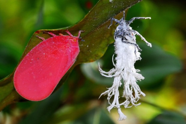 Цикада Phromnia rosea (лат. Phromnia rosea)