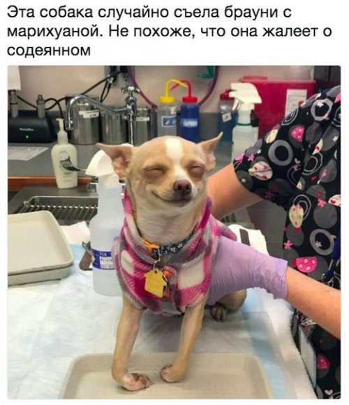 Свежие прикольные фотомемы