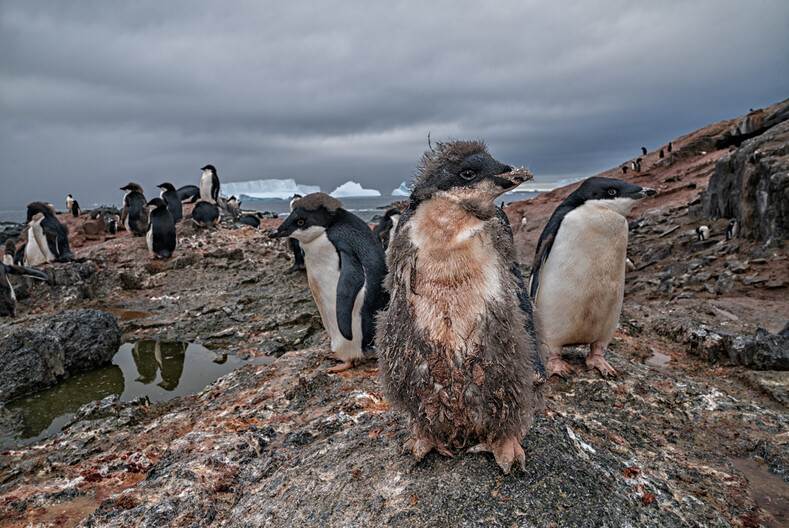 Вероятные последствия глобального потепления Вероятные последствия глобального потепления глобальное потепление,климат,последствия,природа