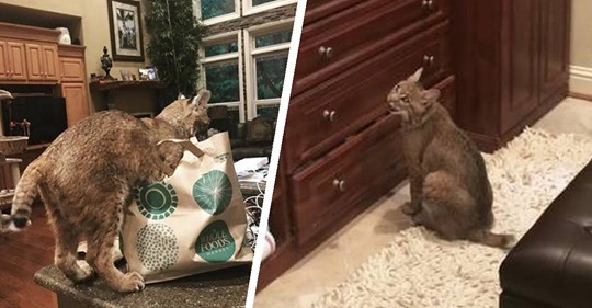 Только похож на кота: спасение животного неизвестной породы